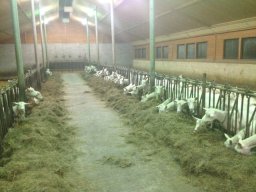 Cene e grigliate